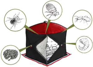 heat bubble per termodisinfestazione