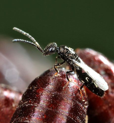 Lotta biologica per il controllo delle mosche