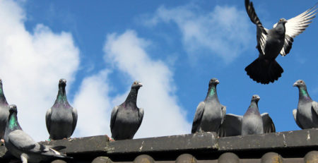 Rischi e gestione infestazioni da piccioni