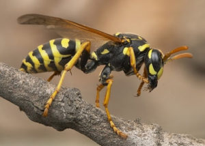 Polistes gallicus - Vespa cartonaia