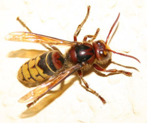 Vespa crabro - Calabrone