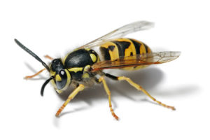 Vespula germanica - Vespa comune