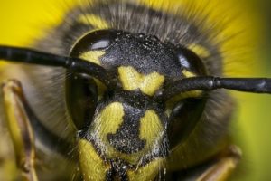 Vespula vulgaris - Vespa di terra